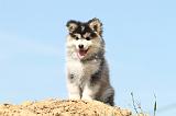 CHIEN FINNOIS DE LAPONIE 535